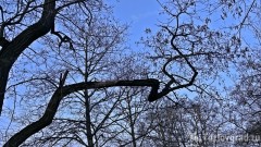 В администрацию Новочеркасска поступило уже 1800 заявок на вырубку и опиловку аварийных деревьев