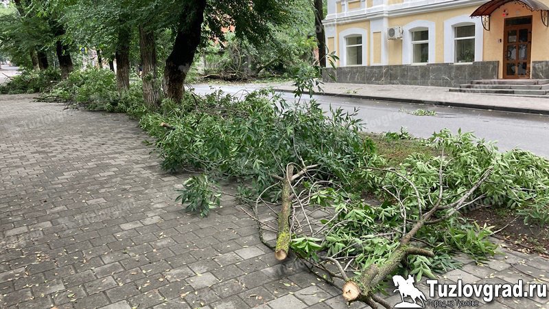 В Новочеркасске опиловку деревьев до конца года будет проводить фирма из Чебоксар