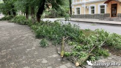 В Новочеркасске опиловку деревьев до конца года будет проводить фирма из Чебоксар
