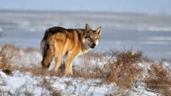 Охотникам Ростовской области разрешили охоту на волков и шакалов