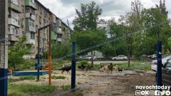 В 2020 году в Ростовской области почти 10 тысяч человек обратились в больницы после укусов животных