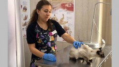 Жители Новочеркасска 27 апреля могут стерилизовать домашних животных по льготной цене
