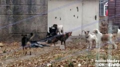 В России с 1 января вступит в силу закон об ответственном обращении с животными