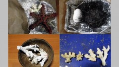 В аэропорту под Новочеркасском пытались провезти в Россию редких морских обитателей из Занзибара