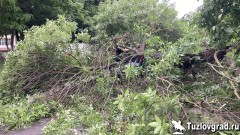 На проспекте Ермака в Новочеркасске дерево упало на припаркованную под ним иномарку
