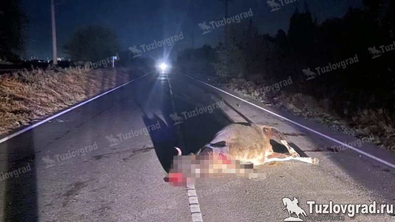 На трассе под Новочеркасском автомобиль сбил корову