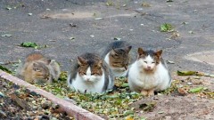 В Новочеркасске больной бешенством бродячий кот укусил женщину