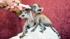 В Ростовском зоопарке родились детеныши у «краснокнижных» кошачьих лемуров