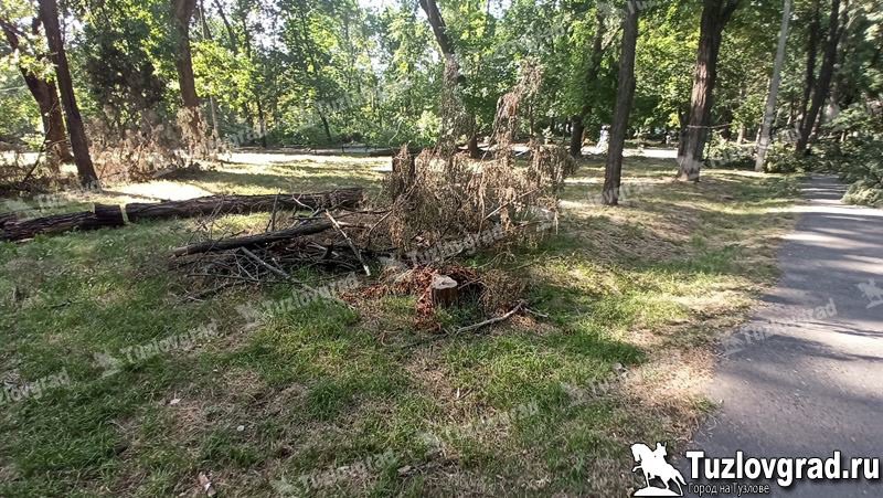 В Новочеркасске мелкий контракт на опиловку деревьев получил местный предприниматель