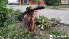 В Новочеркасске дерево упало на дорогу и перегородило ее