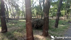 В Новочеркасске в парке микрорайона Соцгород высадят около 5000 зеленых насаждений