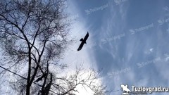 В Новочеркасске потеплеет до +13С