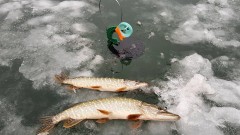 В Ростовской области с 15 января вводится нерестовый запрет на вылов щуки