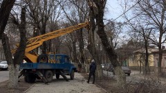 В Новочеркасске опиловкой деревьев займется местный индивидуальный предприниматель