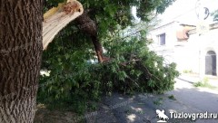 На улице Комитетской в Новочеркасске на проезжую часть упало дерево
