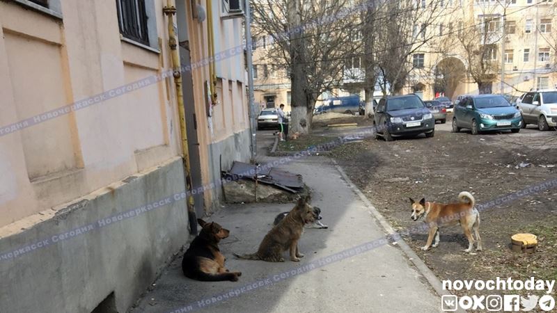В Новочеркасске на отлов бездомных животных в 2021 году потратят 2 миллиона рублей