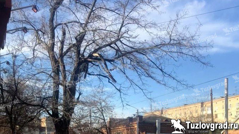 В Новочеркасске опиловку аварийных деревьев на Хотунке и Новоселовке проведет местный предприниматель