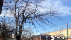 В Новочеркасске опиловку аварийных деревьев на Хотунке и Новоселовке проведет местный предприниматель