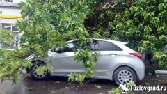 На центральной улице Новочеркасска на иномарку упало дерево