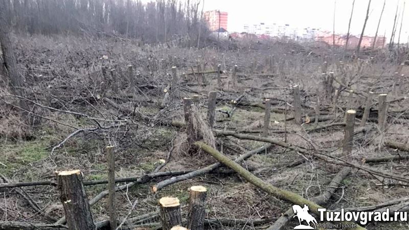 Жители Новочеркасска остановили незаконную вырубку деревьев на улице Сарматской, видео