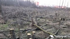 Жители Новочеркасска остановили незаконную вырубку деревьев на улице Сарматской, видео