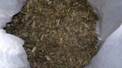 В Новочеркасске поймали парня с марихуаной в пакетах
