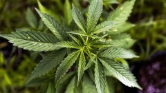 В Новочеркасске мужчина дома вырастил куст конопли и отделался штрафом