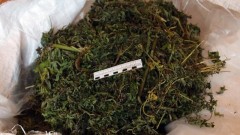 Житель Новочеркасска нарвал дикорастущей конопли и отделался штрафом