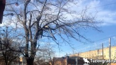 Администрация Новочеркасска добавит 109 тысяч рублей на опиловку деревьев на Хотунке и Новоселовке