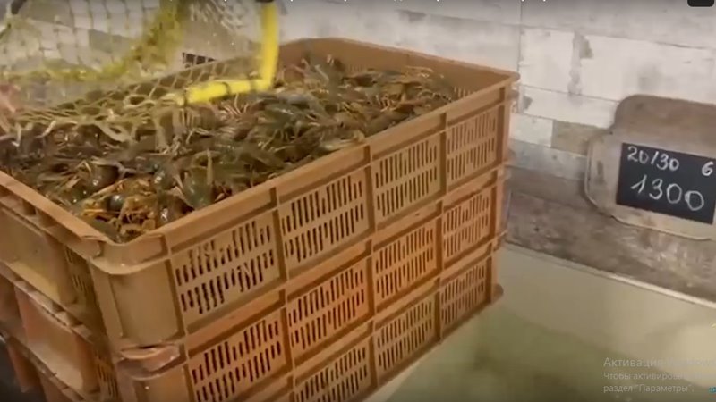 В одной из торговых сетей Новочеркасска изъято более 4500 раков
