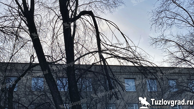 В Новочеркасске опиловкой деревьев займется местный предприниматель