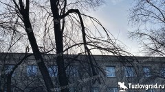 В Новочеркасске опиловкой деревьев займется местный предприниматель