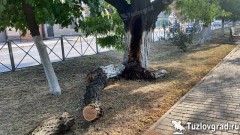В Новочеркасске на опиловку деревьев добавят 121 тысячу рублей