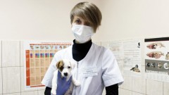 Жители Новочеркасска 26 августа могут стерилизовать домашних животных по льготной цене