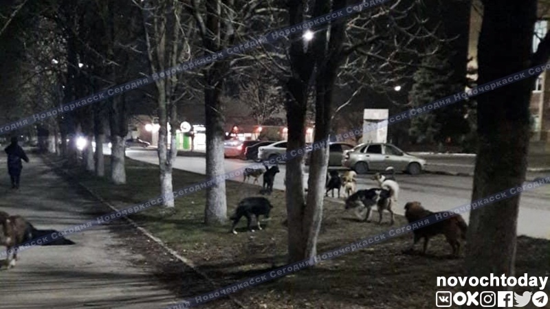 В Новочеркасске не состоялся электронный аукцион на отлов бездомных животных