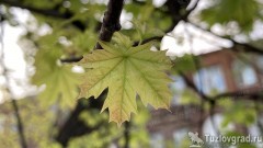 В Новочеркасске в начале мая кратковременно потеплеет до +25С