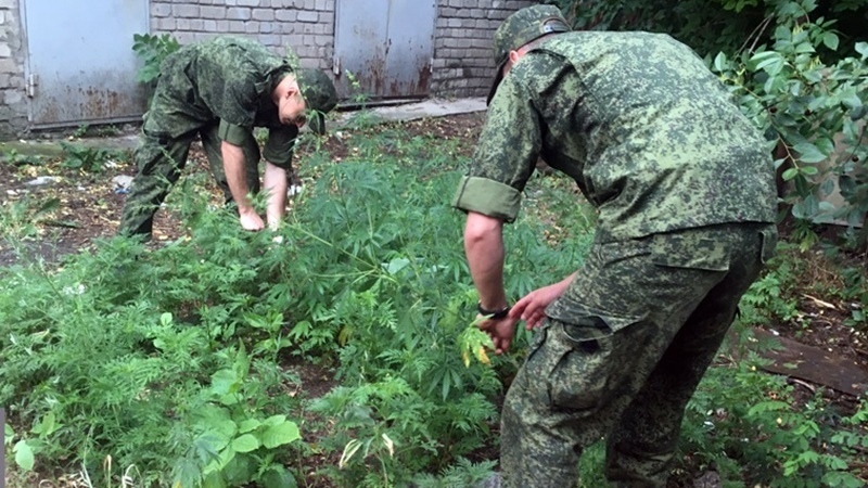 Жителям Новочеркасска напомнили о штрафах за дикорастущую коноплю
