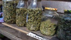 Житель Новочеркасска получил условный срок за хранение дикорастущей конопли