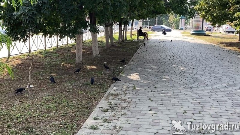 В Новочеркасске к выходным закончатся дожди