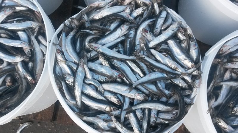 В Азовском море увеличился вылов хамсы