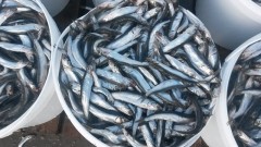 В Азовском море увеличился вылов хамсы