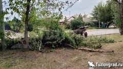 В Новочеркасске пилить аварийные деревья в районе за собором будет местный подрядчик